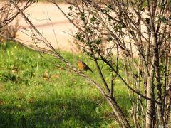 Erithacus rubecula rubecula