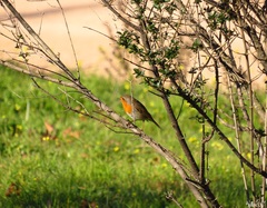 Erithacus rubecula rubecula