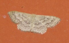 Scopula umbilicata