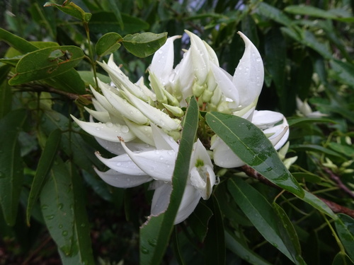 Arthroclianthus angustifolius observed 2022-11-05