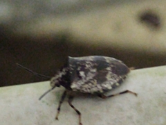 Antiteuchus melanoleucus