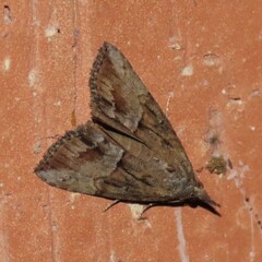 Hypena scabra