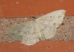 Scopula umbilicata
