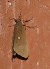 Virbia aurantiaca