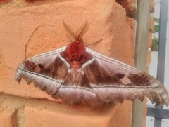 Bunaea alcinoe