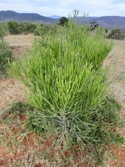 Euphorbia tirucalli
