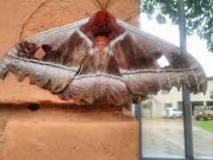 Bunaea alcinoe