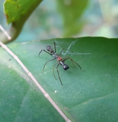 Myrmaplata plataleoides