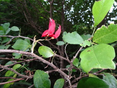 Arthroclianthus