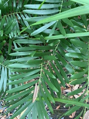 Zamia