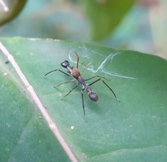 Myrmaplata plataleoides
