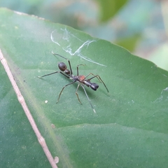 Myrmaplata plataleoides