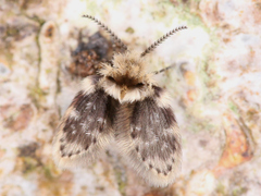 Psychodinae