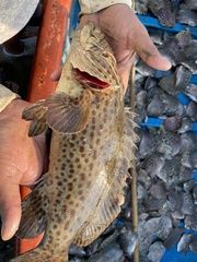 Epinephelus coioides