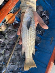 Ellochelon vaigiensis