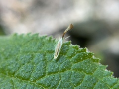 Brickellia veronicifolia