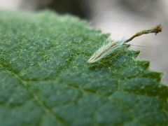 Brickellia veronicifolia