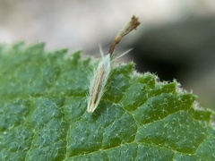 Brickellia veronicifolia