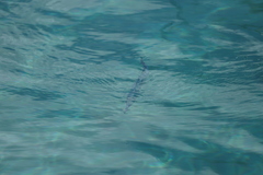 Tylosurus crocodilus