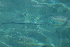 Tylosurus crocodilus