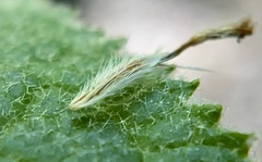 Brickellia veronicifolia