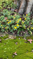 Eranthis hyemalis