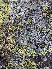 Lecanora sulphurea
