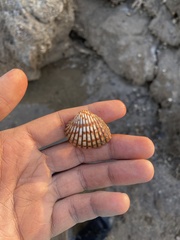 Tegillarca granosa