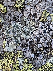 Lecanora sulphurea