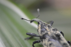 Ileomus distinguendus