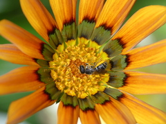 Anthophila