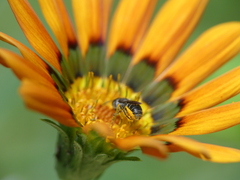Anthophila