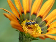 Anthophila