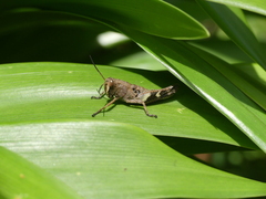 Acrididae