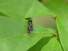 Isomerocera quadrilineata