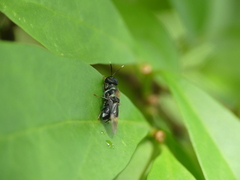 Isomerocera quadrilineata