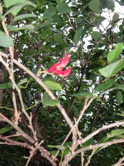 Arthroclianthus