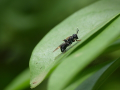 Isomerocera quadrilineata