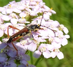 Stenopterus rufus
