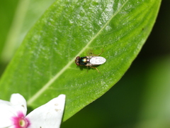 Physiphora