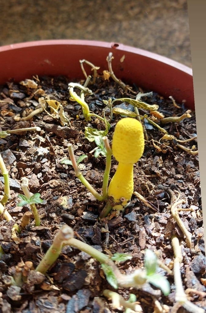 Leucocoprinus birnbaumii · January 2023 · photo: © vfarjalla (iNaturalist, cc-by)