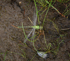 Ophiogomphus obscurus