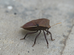 Basicryptus costalis