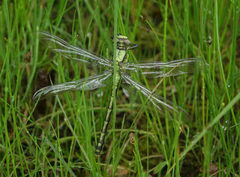Ophiogomphus obscurus