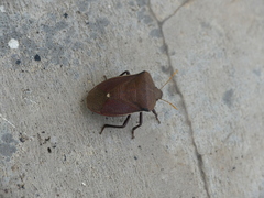 Basicryptus costalis