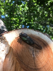 Neotibicen lyricen engelhardti