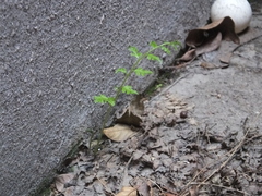 Anisocampium niponicum