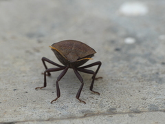 Basicryptus costalis