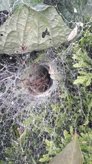 Agelena labyrinthica