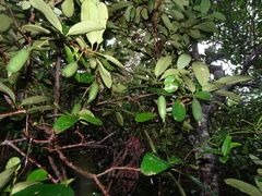 Atractocarpus platyxylon